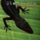 stony sleep music for chameleons