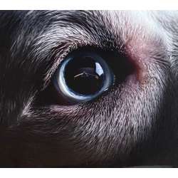 roger waters the dark side of the moon redux