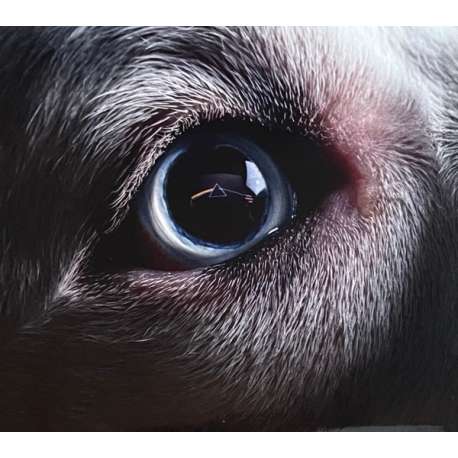 roger waters the dark side of the moon redux